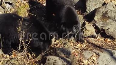 两只喜玛拉雅<strong>黑熊</strong>在俄罗斯的Primorsky<strong>野生动物</strong>园寻找东西